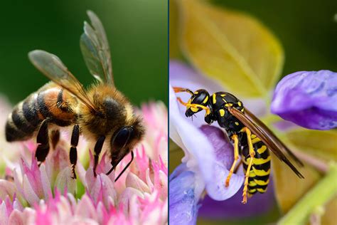 how are honey bees similar to ants and wasps